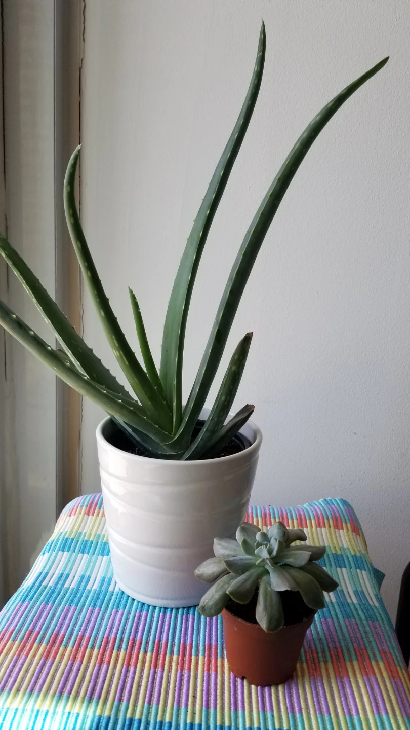 🍃Aloe Vera Plant+ Ceramic Pot and Succulent