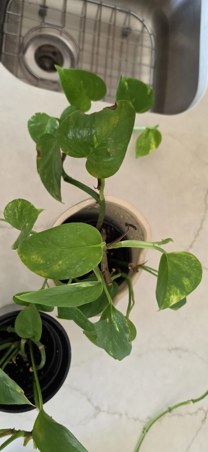Pothos Plant - photo 2