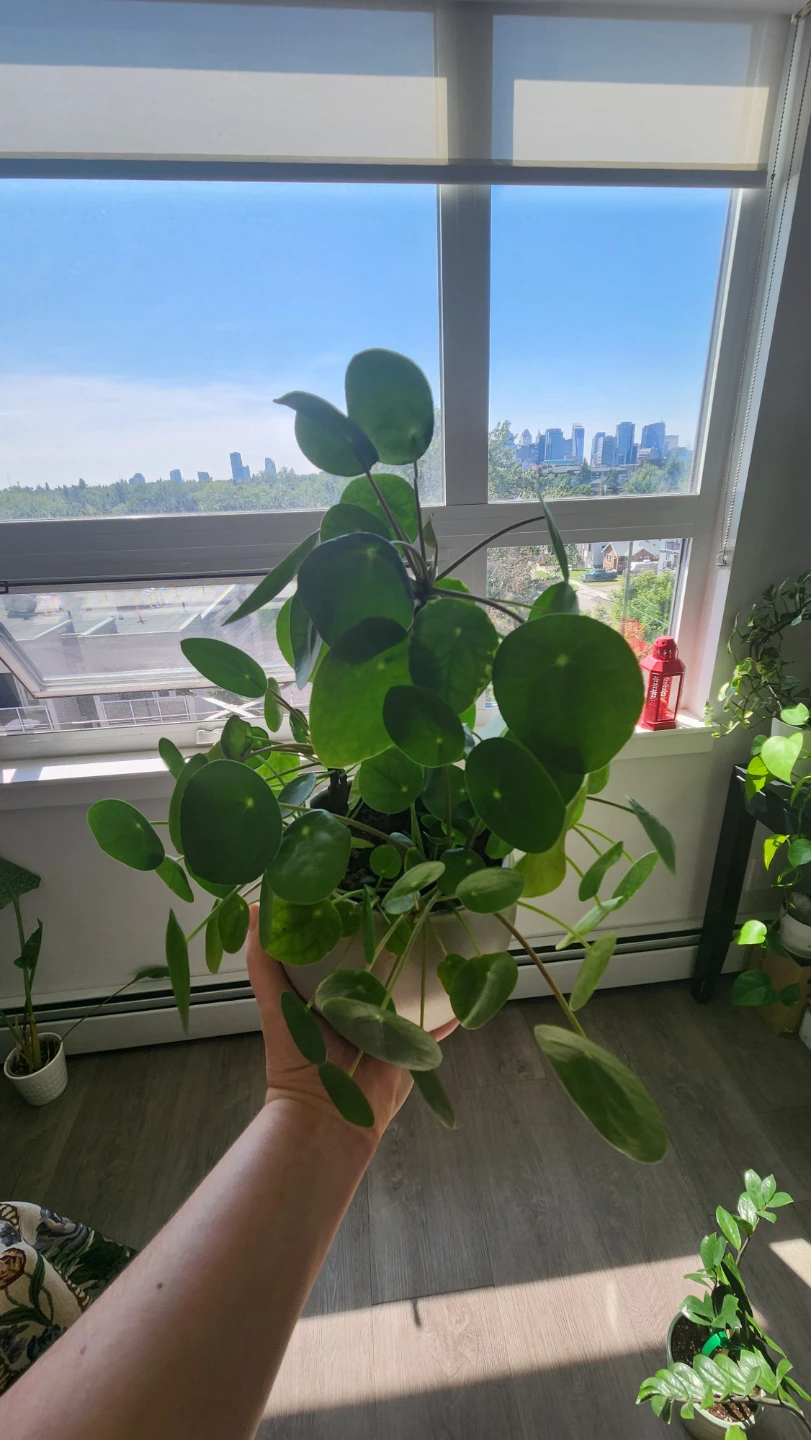 Chinese Money Plant - photo 2