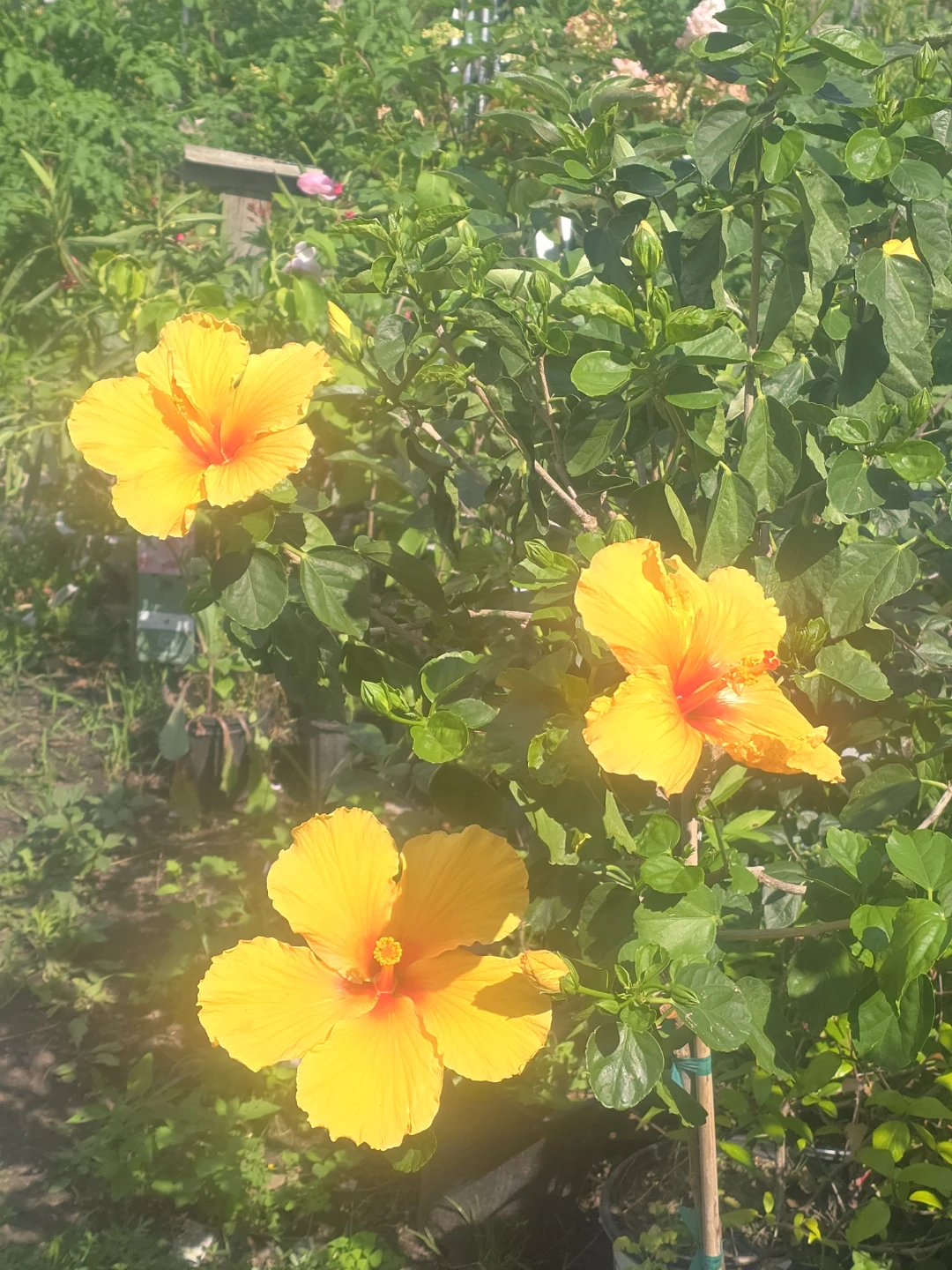 Yellow Hibiscus  standard tree.  In 10"pot - photo 2