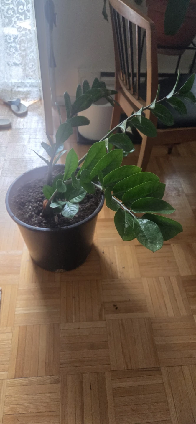 Plant in Pot
