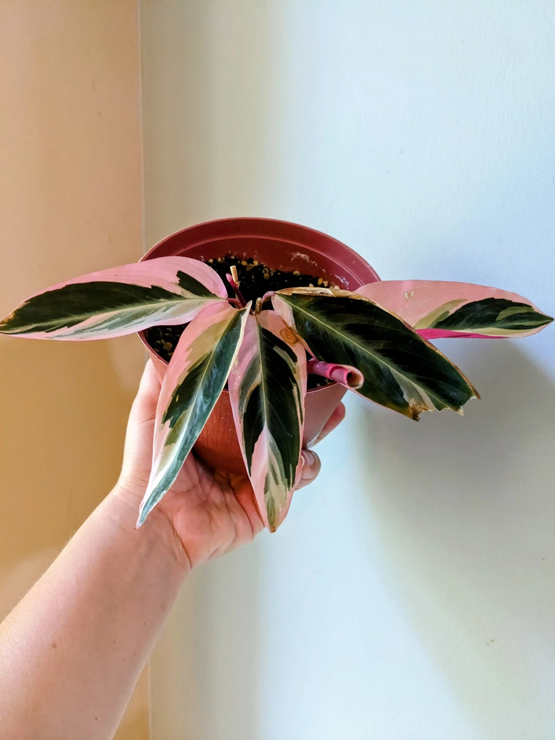 ASSORTED INDOOR/HOUSEPLANT - photo 5