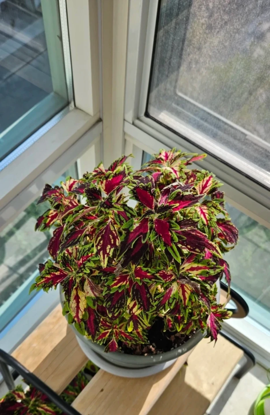 Colourful Potted Coleus Plant - photo 3