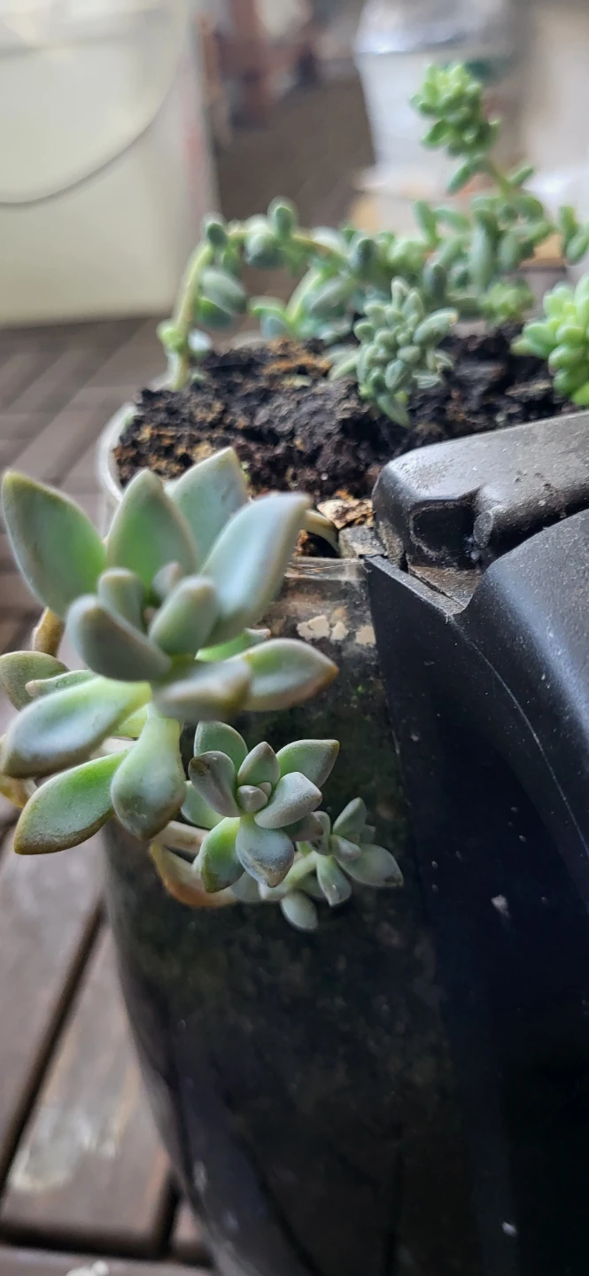 Burro's Tails and  Graptosedum ghosty  succulent  in a kettle - photo 3