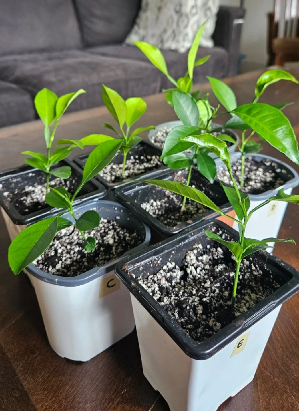 Mandarin Orange Plants