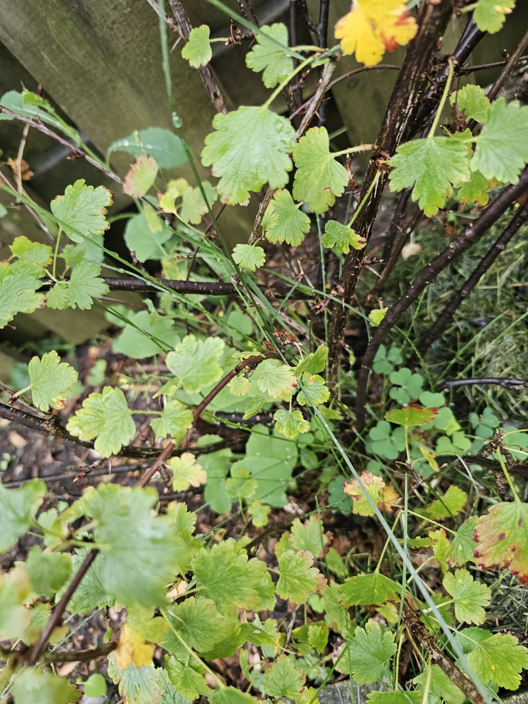 Established gooseberry  bush - photo 2