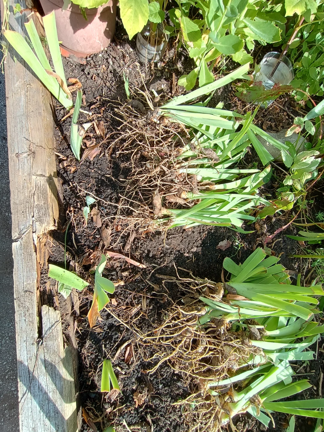 Iris Rhizomes for Planting - photo 5