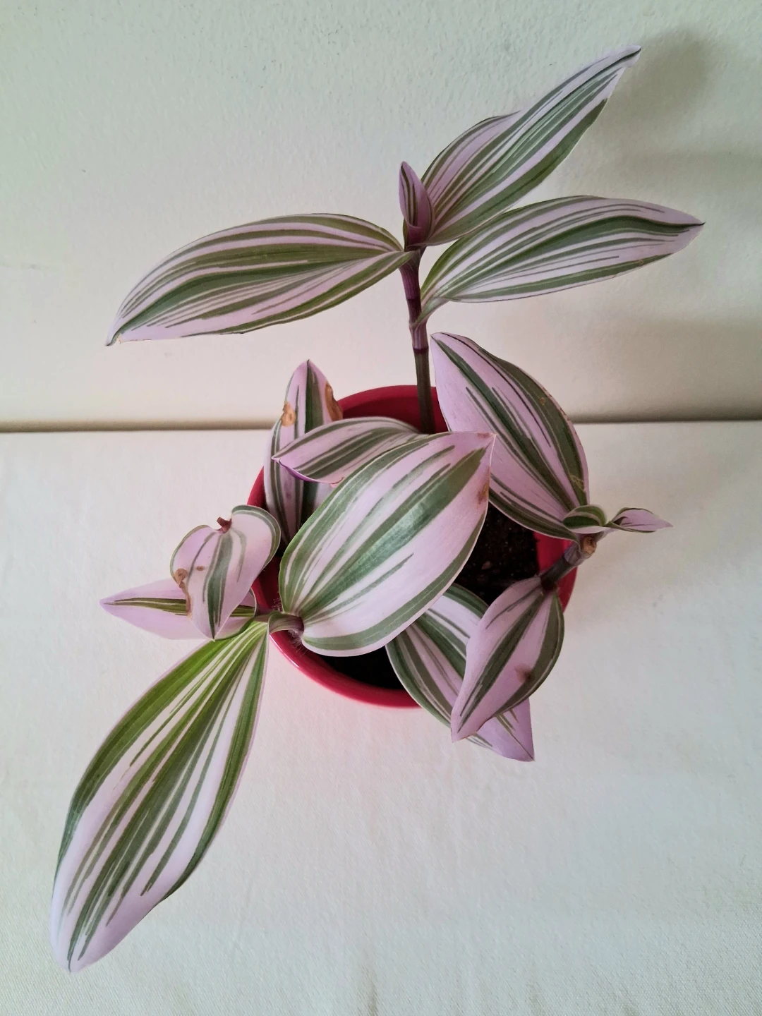 🌱 Fantasy Venice in Ceramic Pot 💜 - photo 4