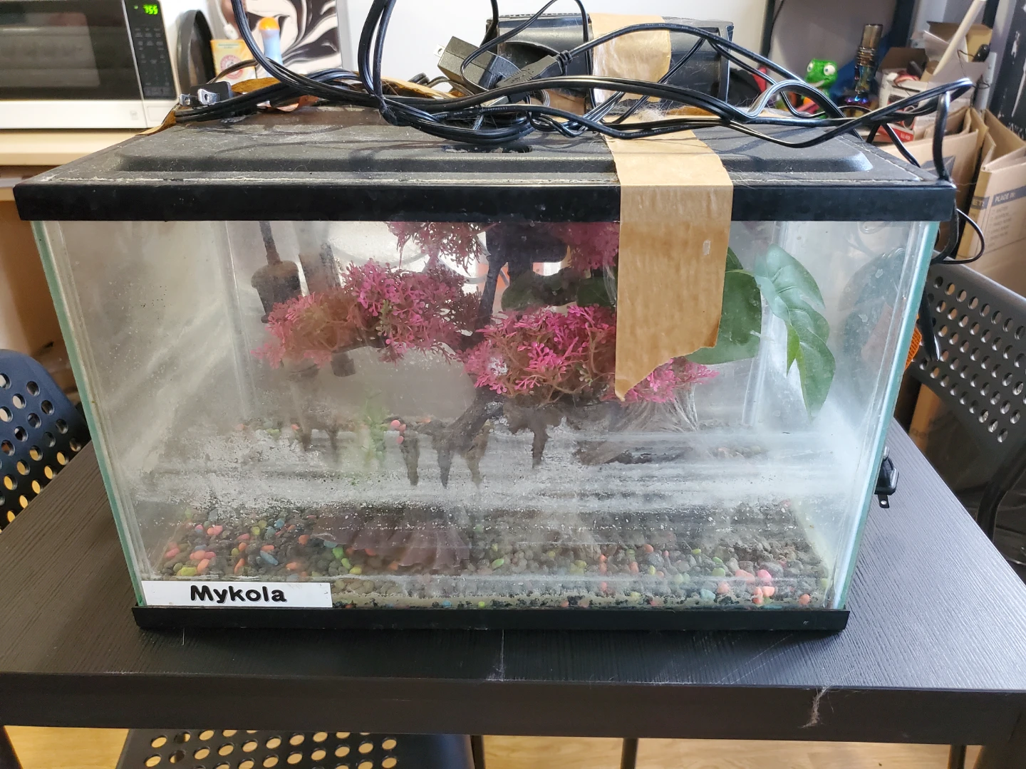 10Gal Starter Aquarium