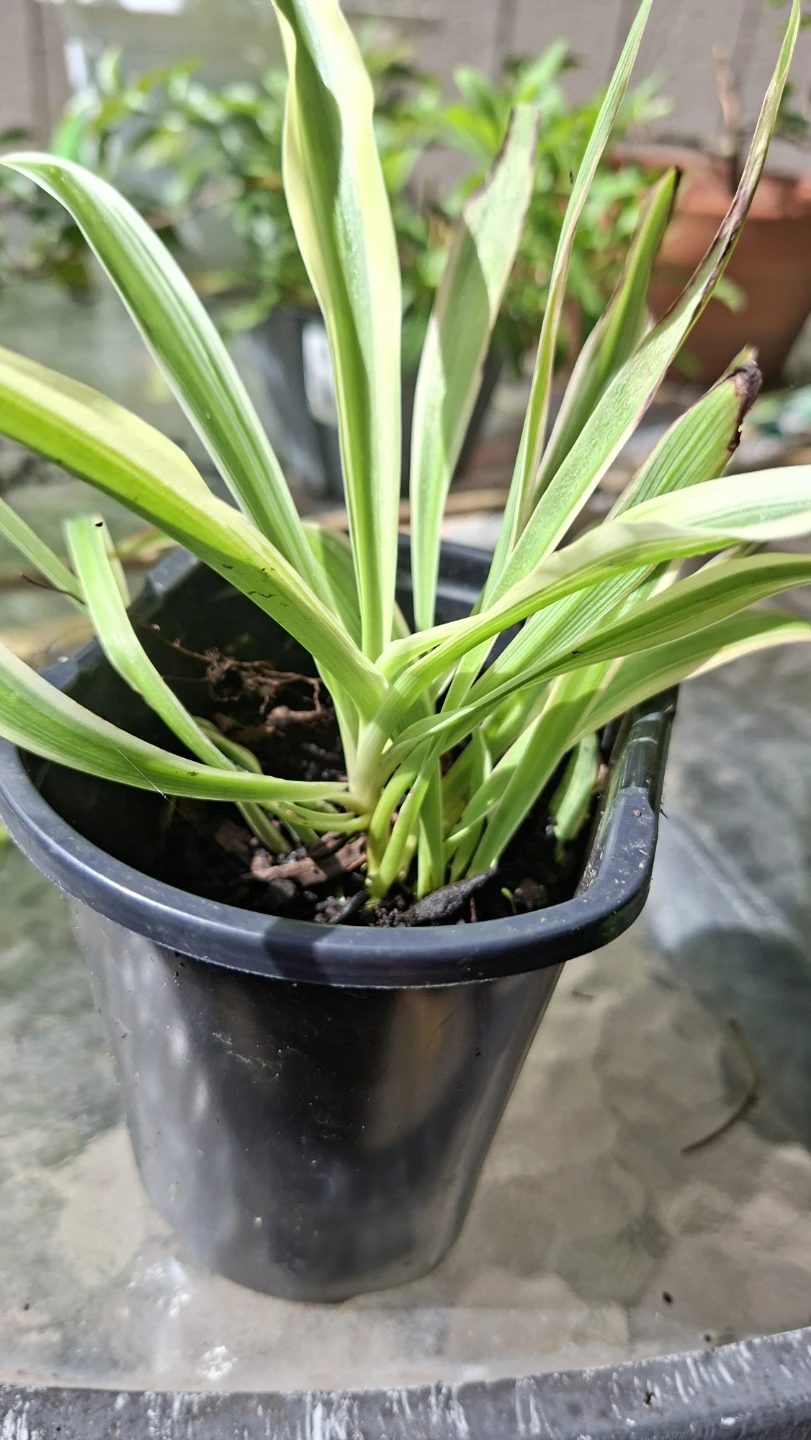 🌿 Spider Plant 🌿 - photo 2
