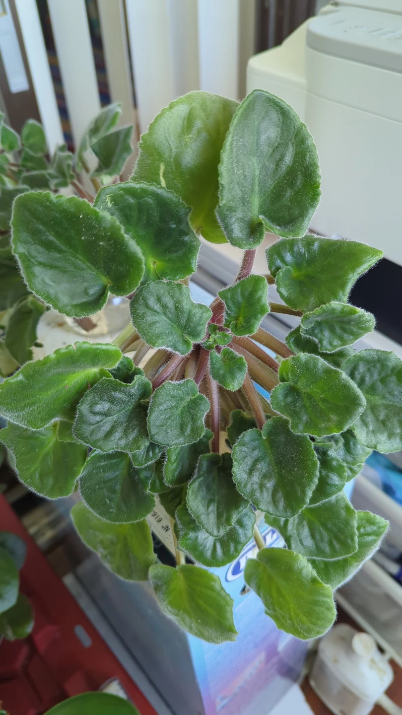 African Violet Plant
