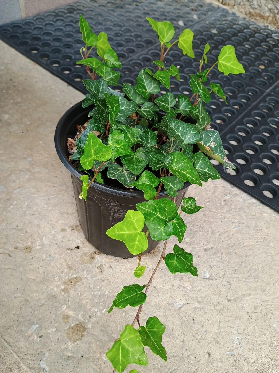 English Ivy