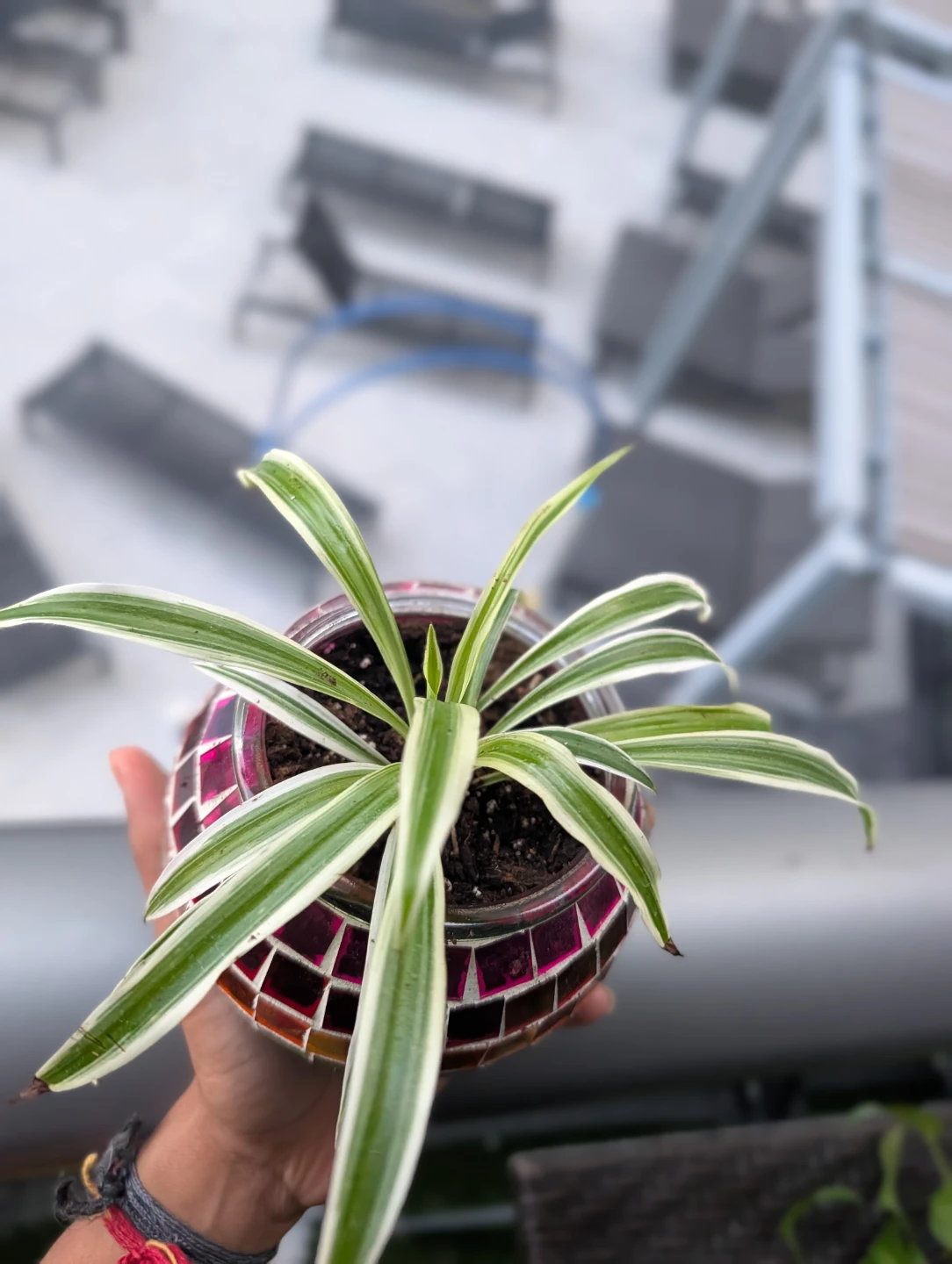 Upcycled Mosaic Glass Planter with Spider Plant - photo 2