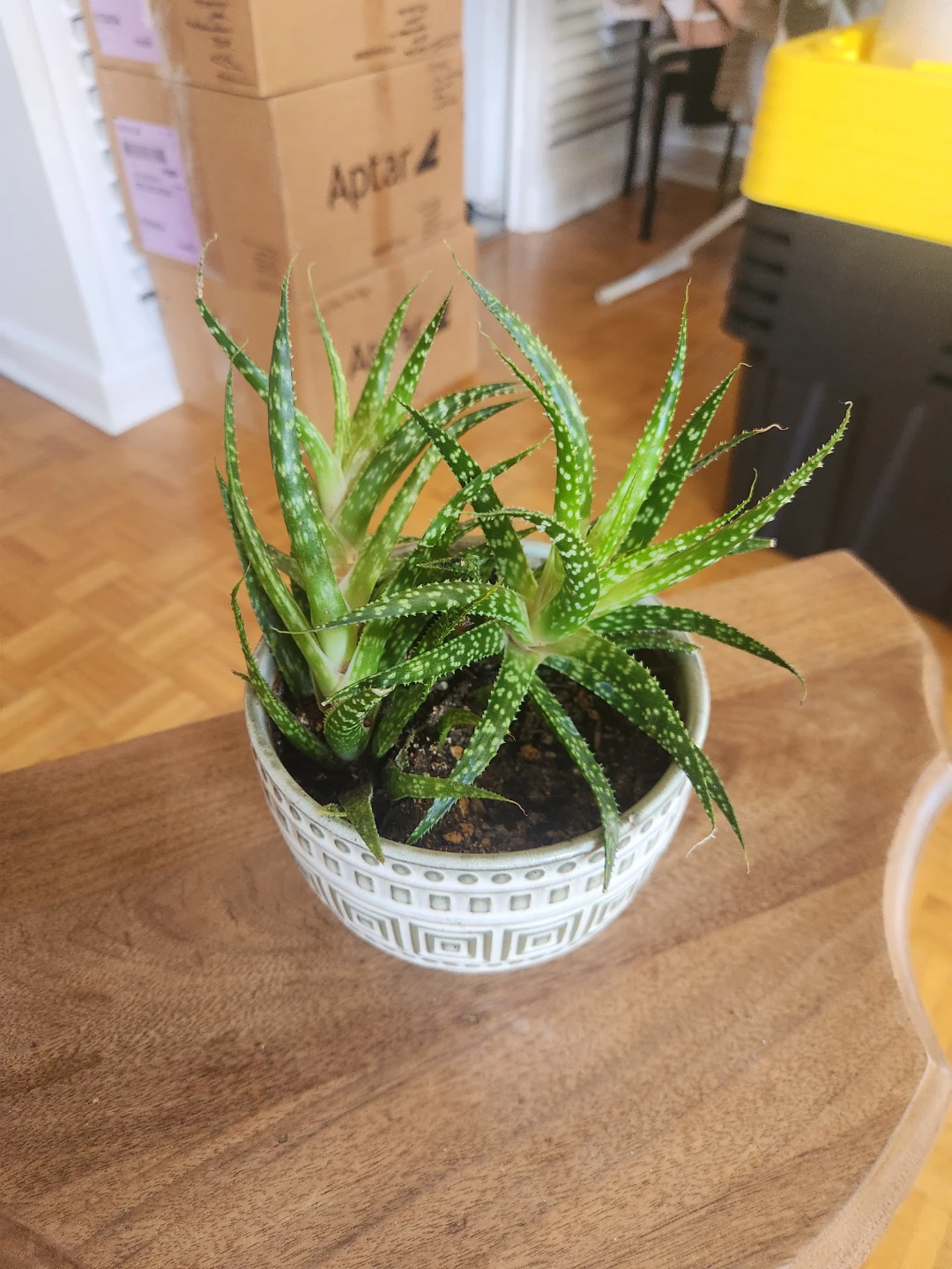 Assorted Potted Houseplants - photo 5