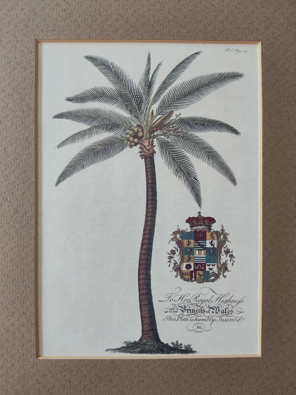 Vintage Georg Dionysius Ehret "Princess of Wales" - photo 3