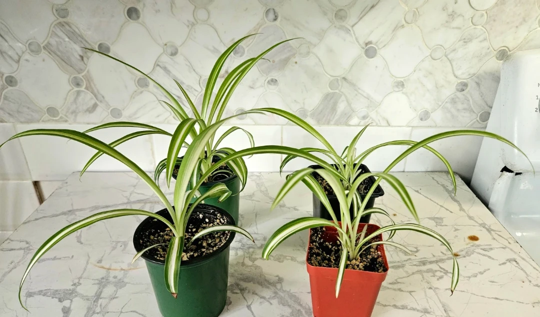 Spider Plants