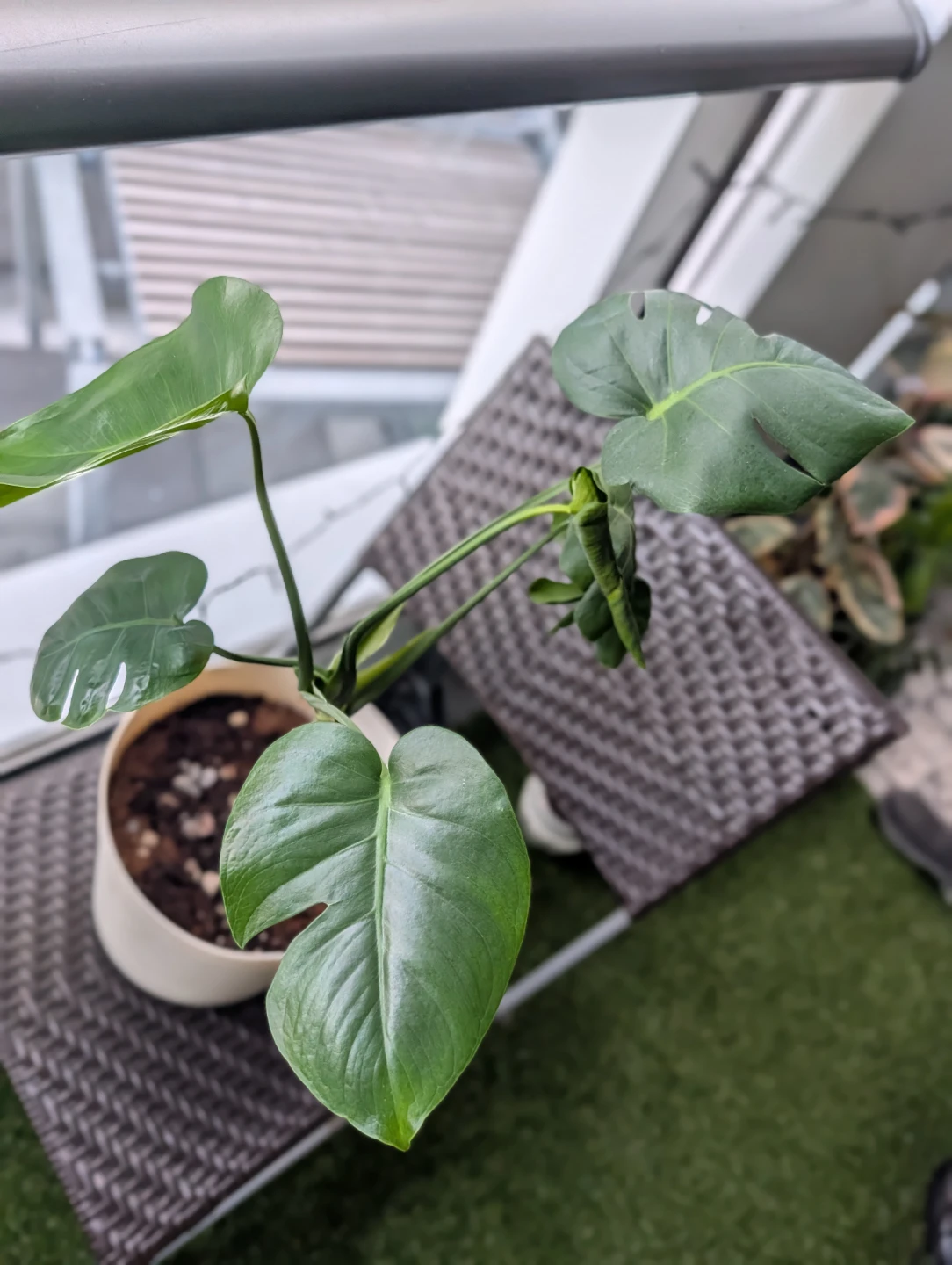 Monstera Deliciosa Plant