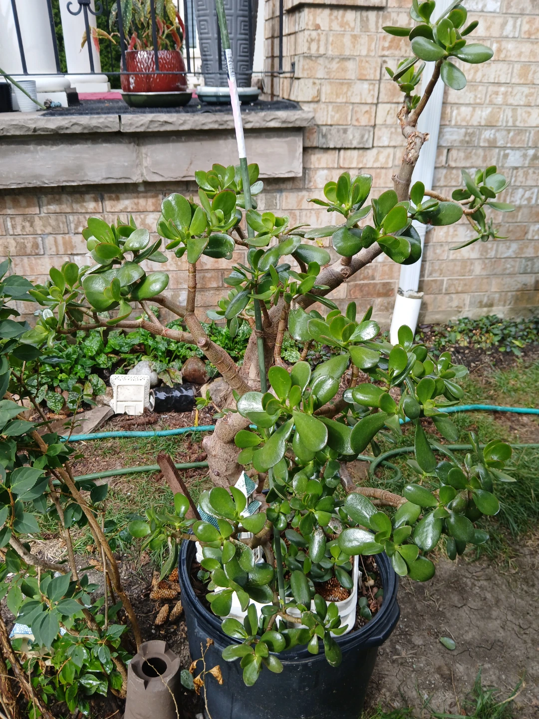 Large Jade Plant in Pot - photo 2
