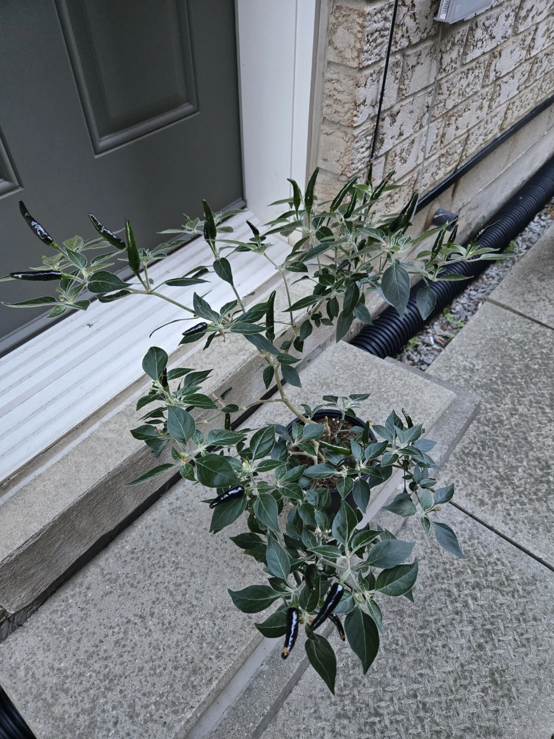 Japanese Chili Pepper Plant - photo 2