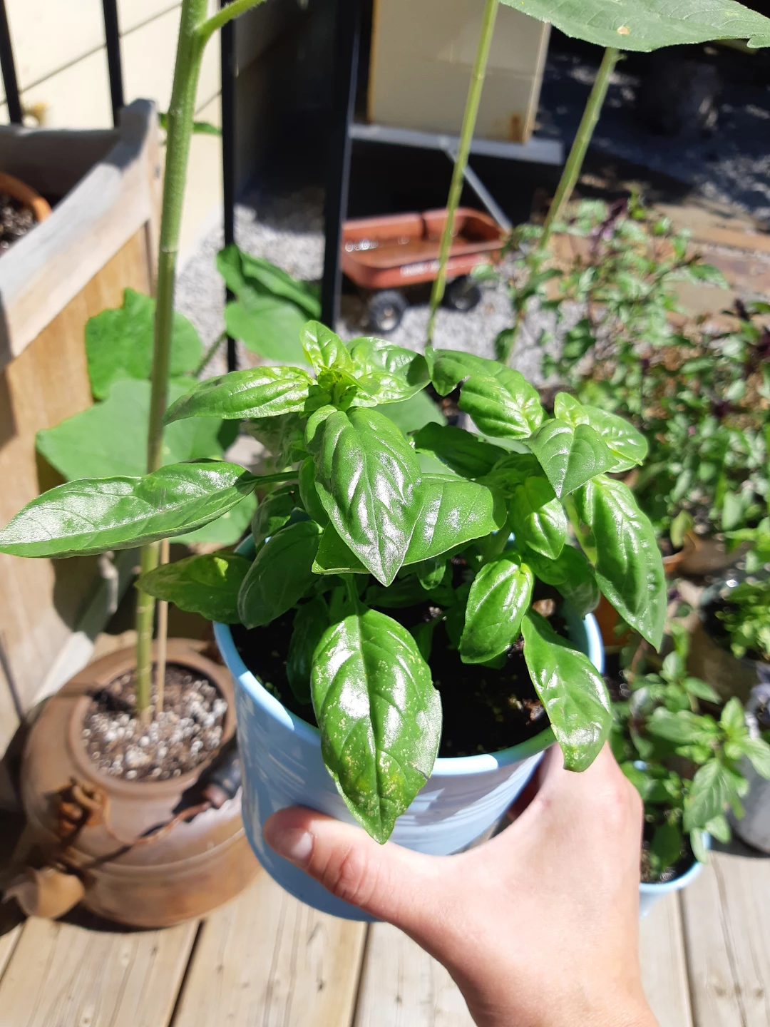 Lush and healthy scented basil - photo 5
