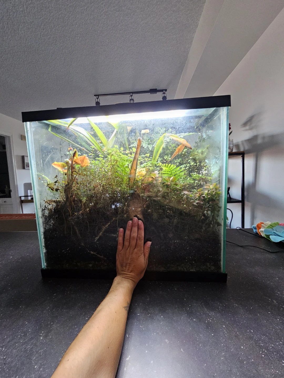 Planted terrarium - photo 3