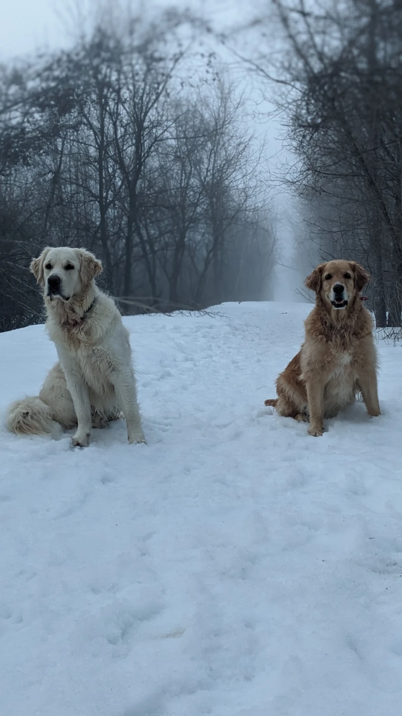 DOG ADVENTURE DAYCARE | PICKUP & DROP-OFF | OTTAWA - photo 2