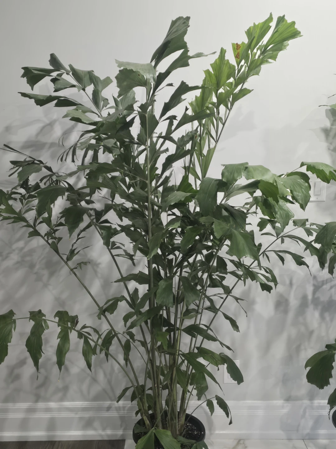Large Fishtail Palm Plant - photo 5