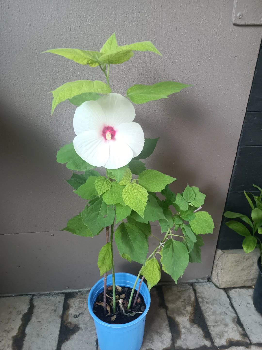 White Hibiscus Plant in Blue Pot - photo 3