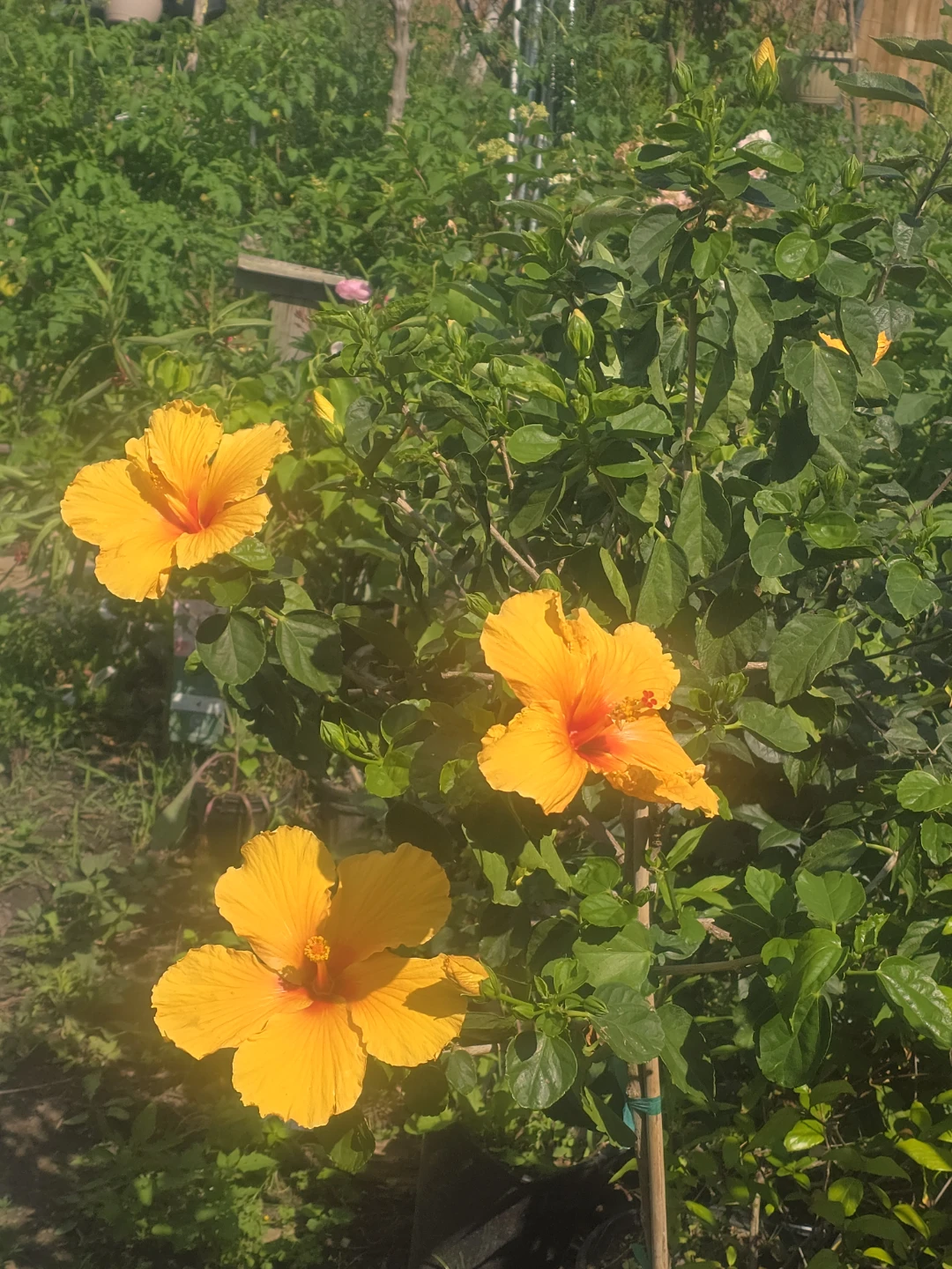 Yellow Hibiscus  standard tree.  In 10"pot - photo 3