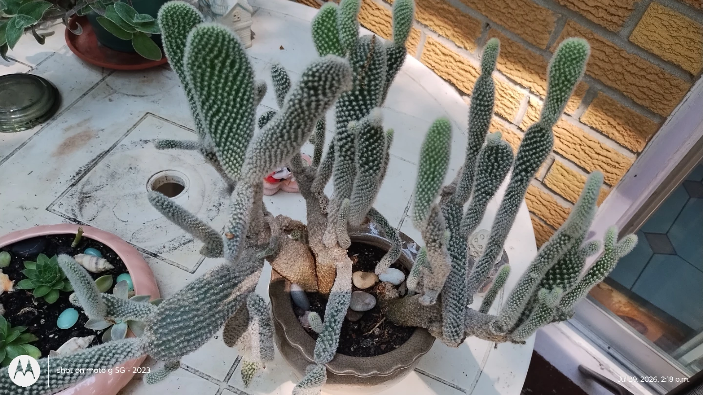 Bunny Ear Cactus in Pot