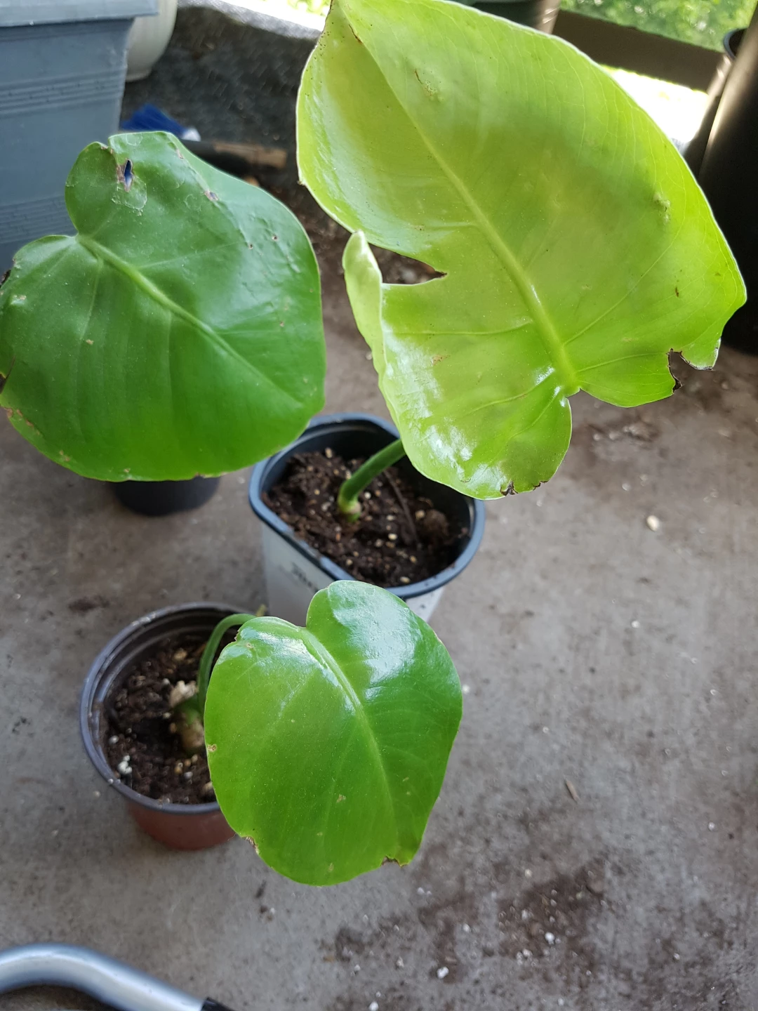 Monstera Plant Starter