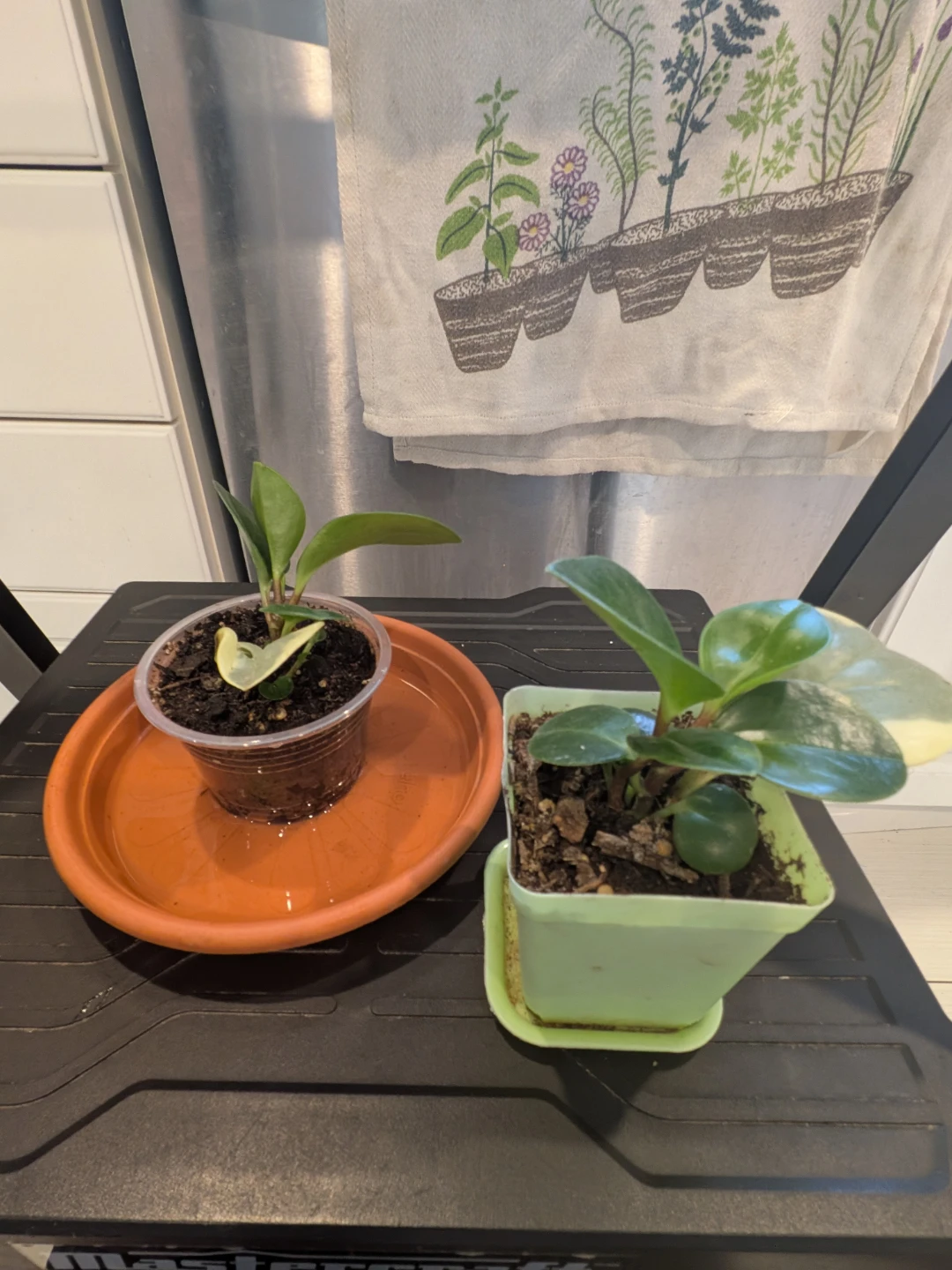 Baby Rubber Plant