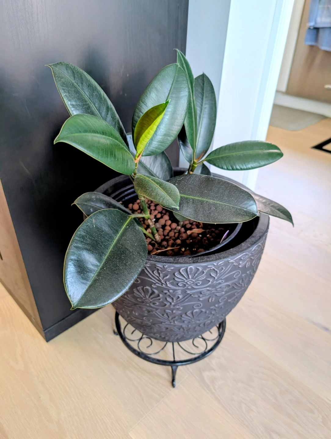 Healthy Rubber Plant (Ficus Elastica) with Planter – Oakville