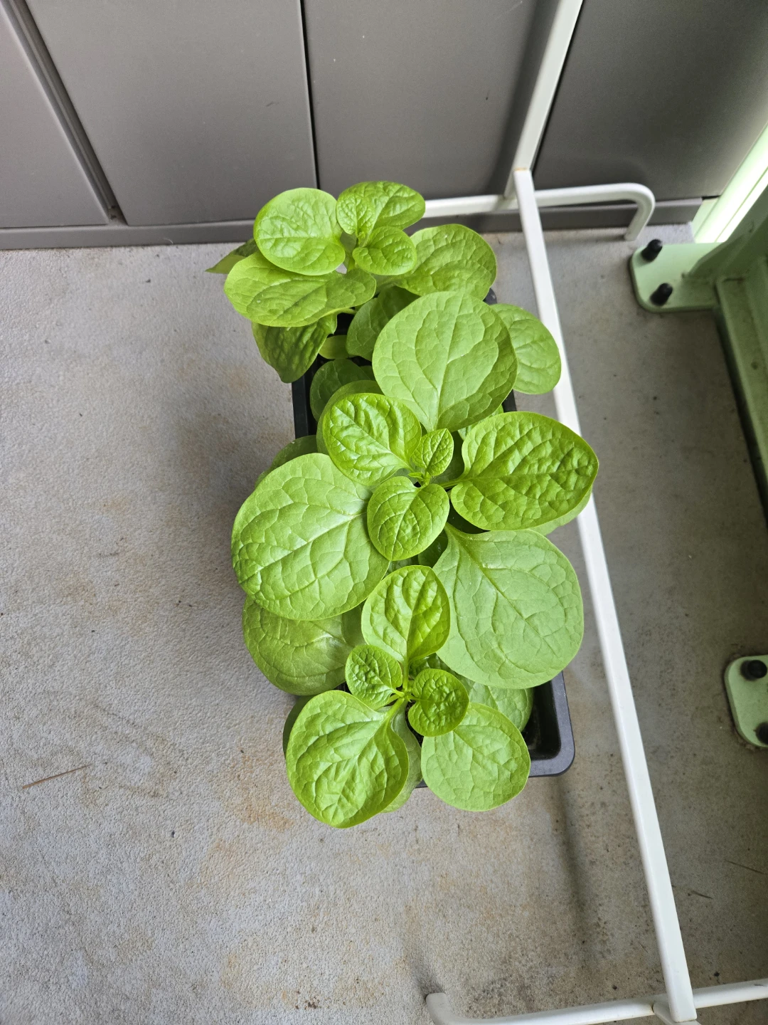 Spinach Seedlings in Black Planter - photo 2