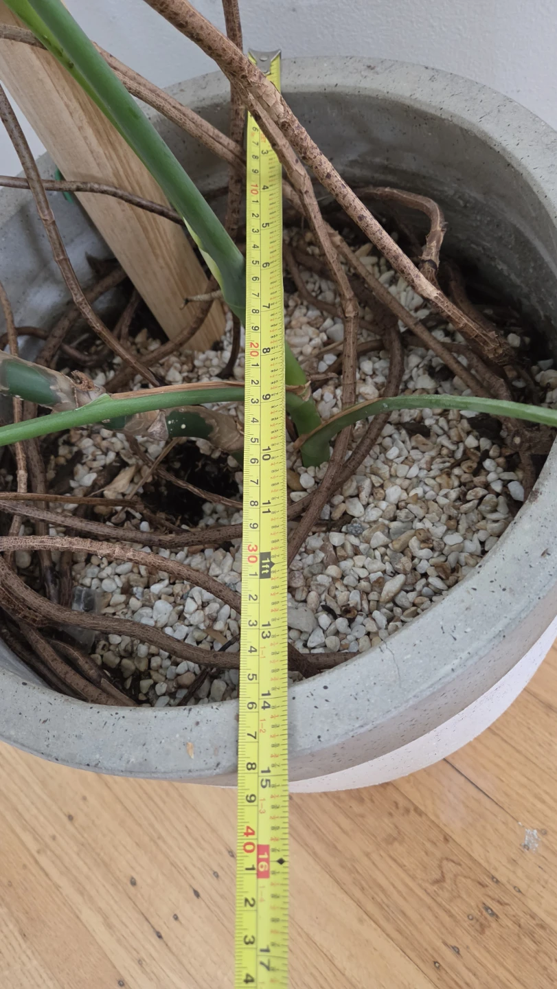 6 ft+ Mature Monstera Deliciosa with Pot - photo 4