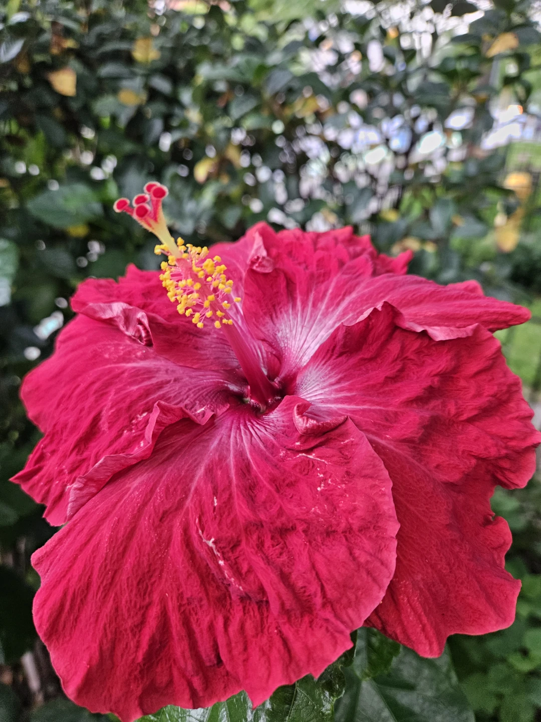 Hibiscus Plant in Pot braided  indoor  4feet or more