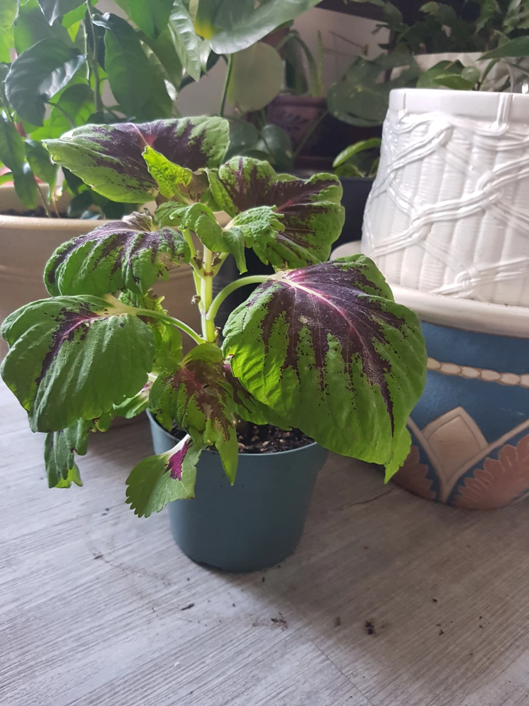 Coleus Plant - photo 4