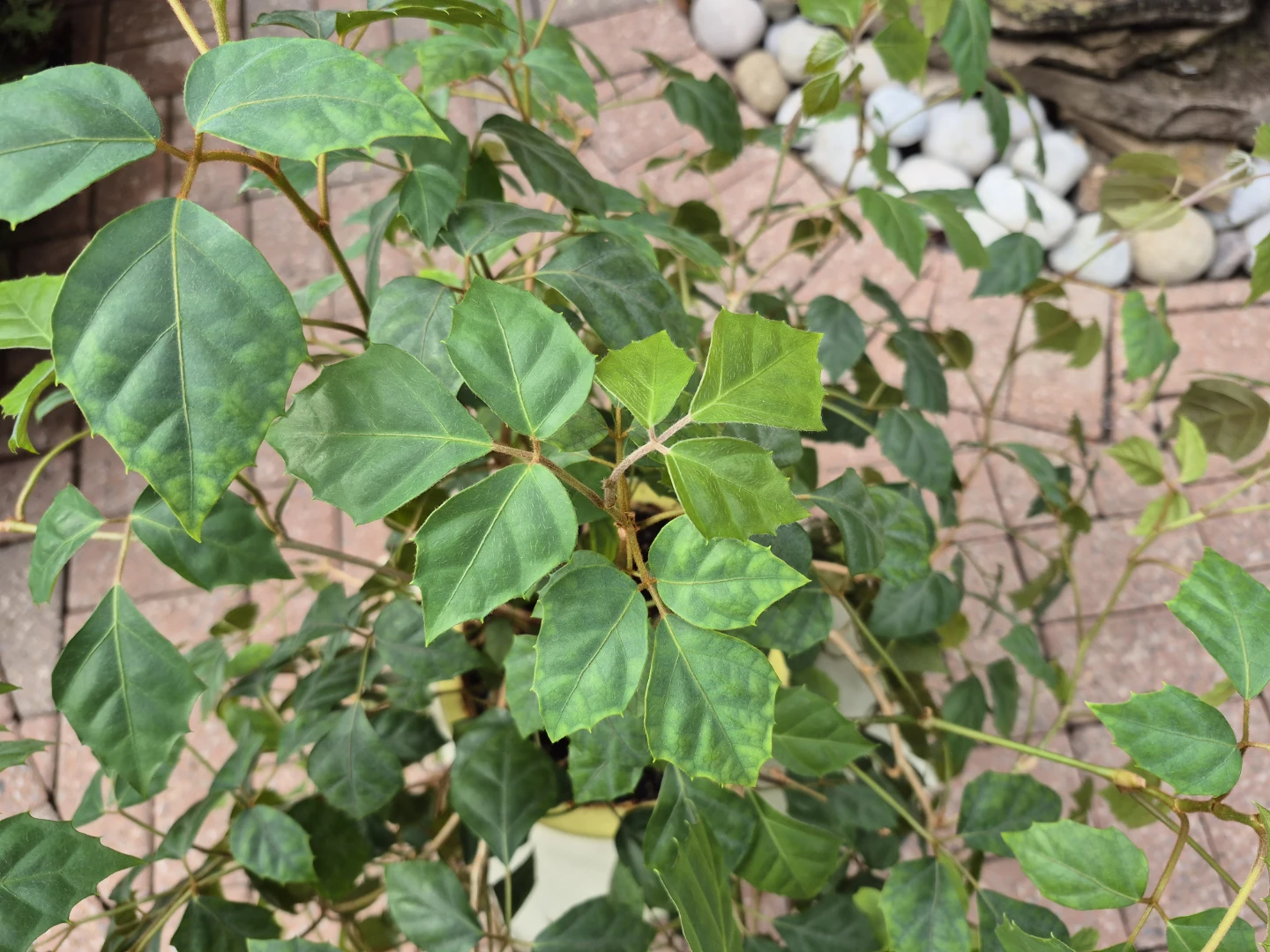 Great Healthy Potted Plant (GREAPE IVY) - photo 3