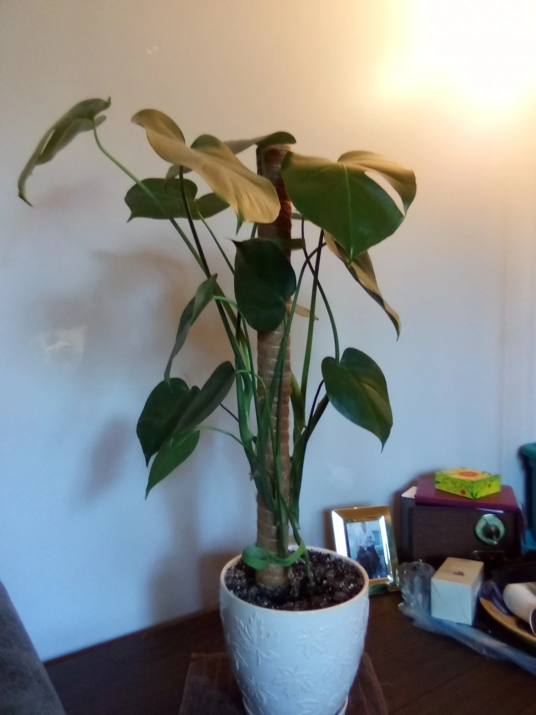 2ft Healthy Monstera - photo 2