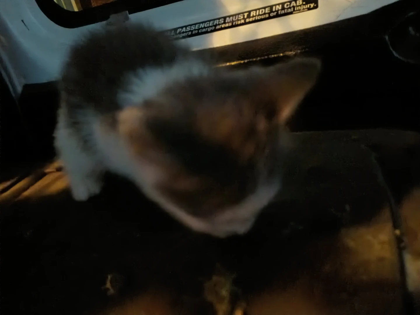 Kittens for sale - photo 2