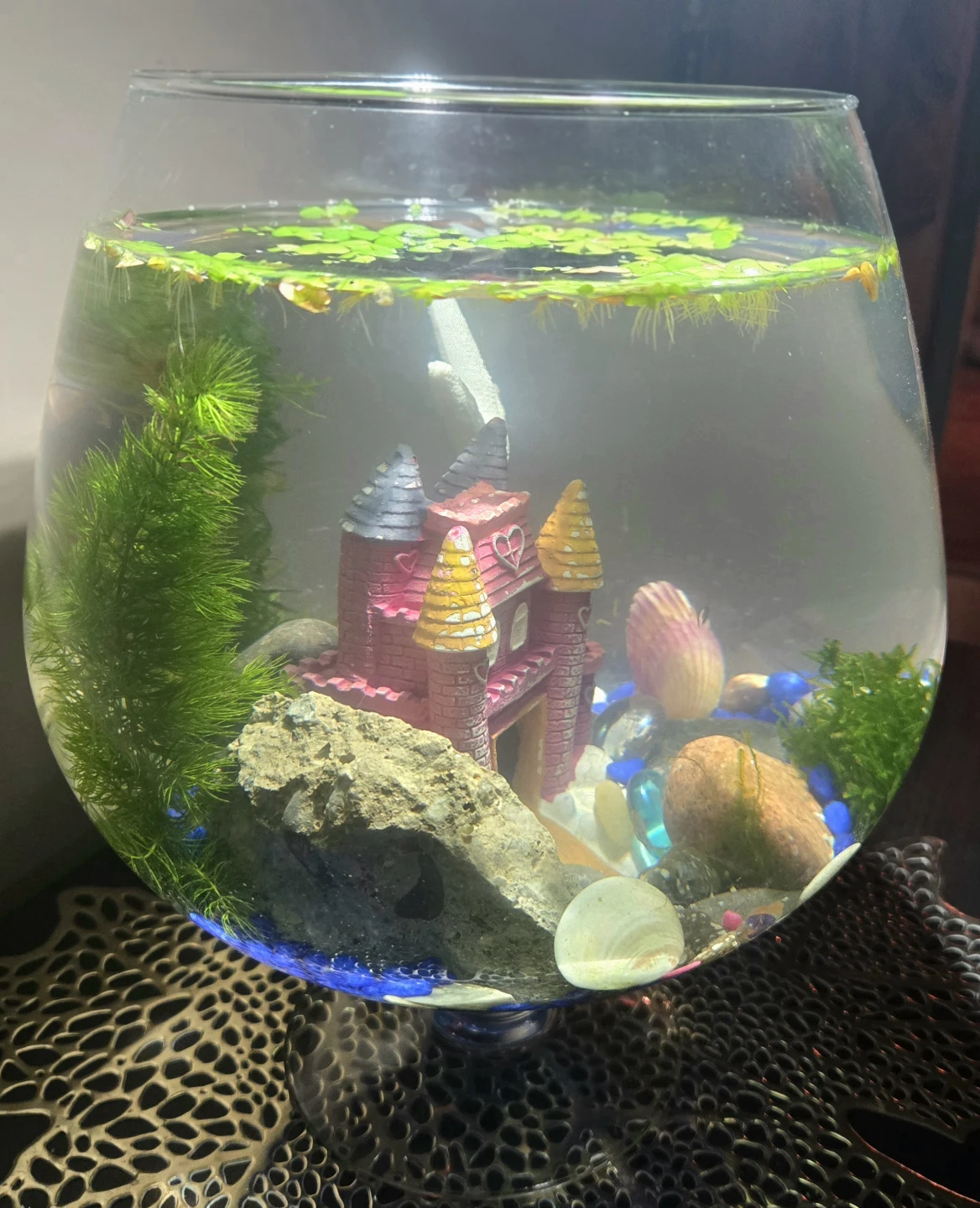 Brand New Aquarium Complete Setup - photo 4