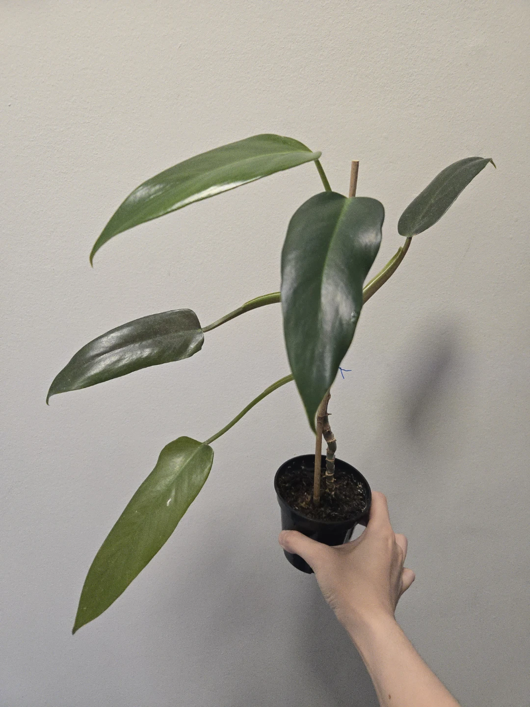 Philodendron Mexicanum