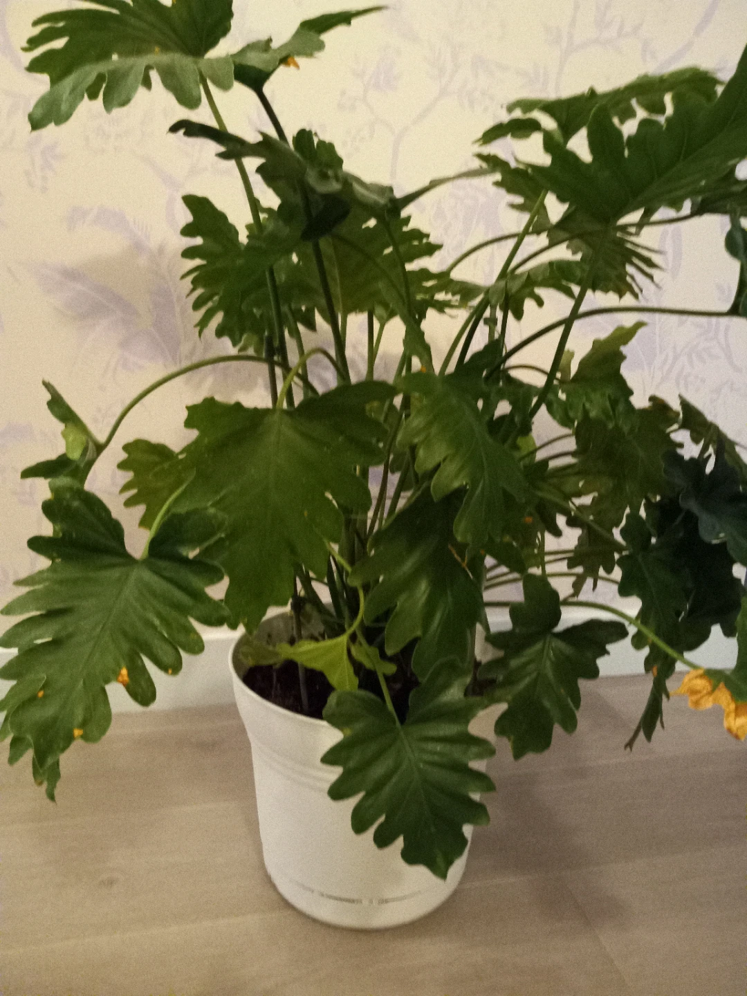 Phylodendron shangri-la (3- feet tall) - photo 3