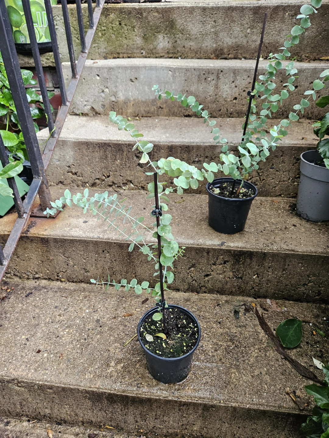 Eucalyptus Plant in Pot - photo 2