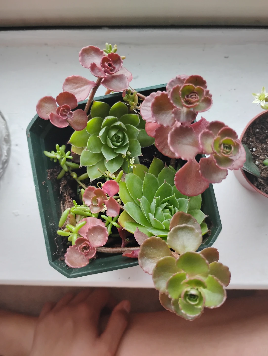 Succulent Arrangement - photo 3