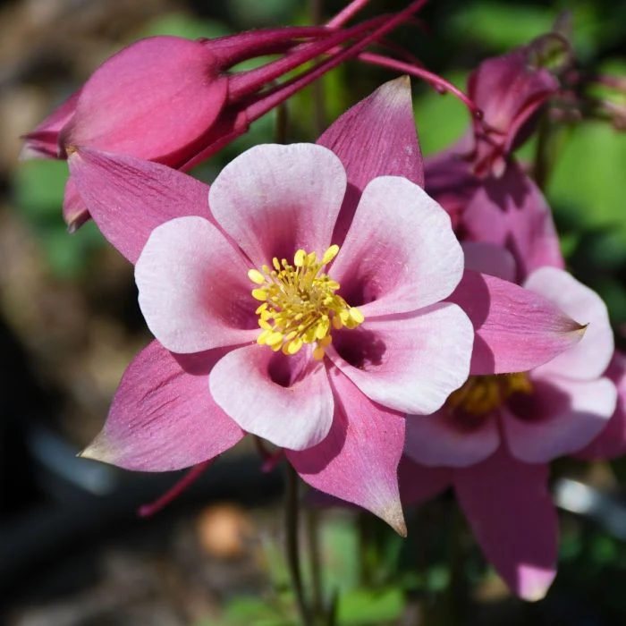 Columbine Plant - photo 4
