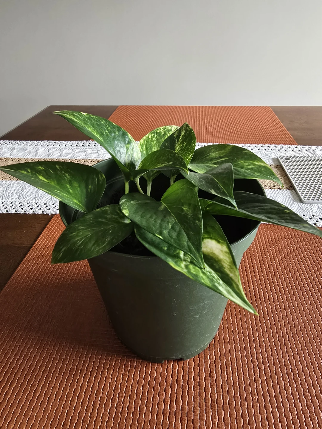 Healthy Golden pothos (17cm)