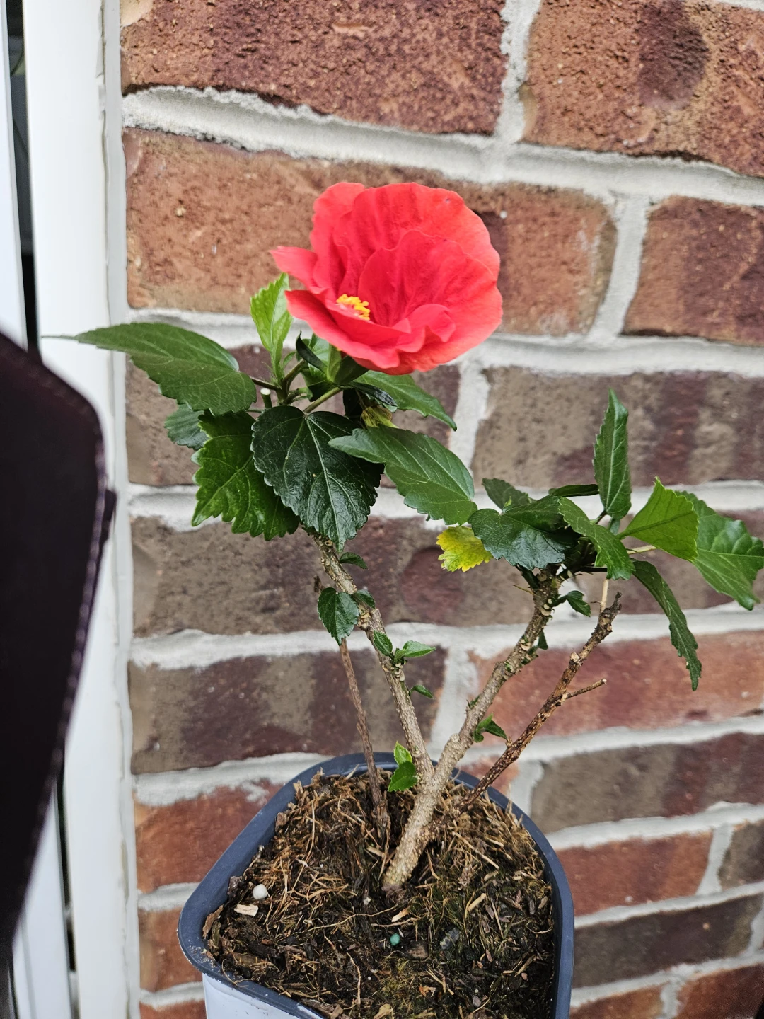 Red Hibiscus Plant in Pot
