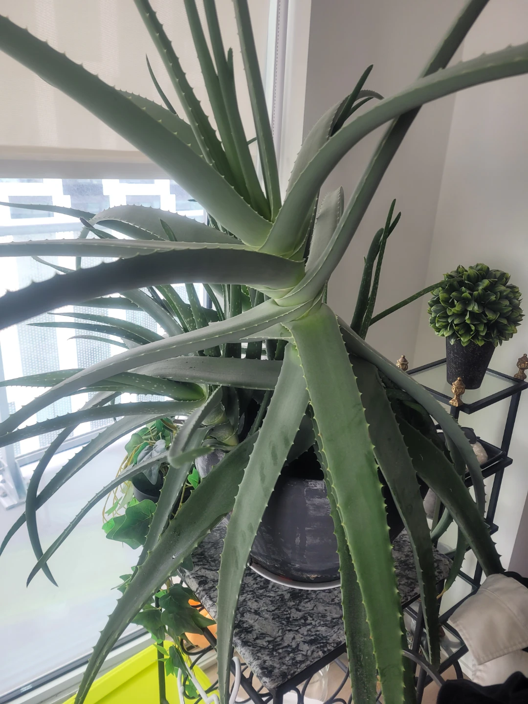 Large Aloe Vera Plant - photo 3