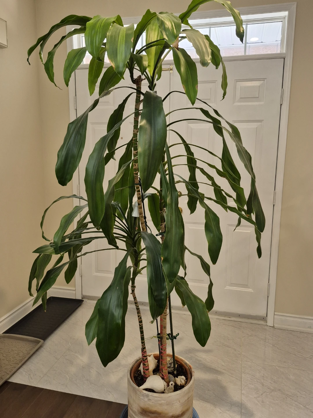 Large Dracaena Fragrans Plant